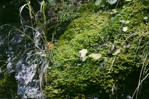 andrey-volk-2rU70QiHO4E-unsplash