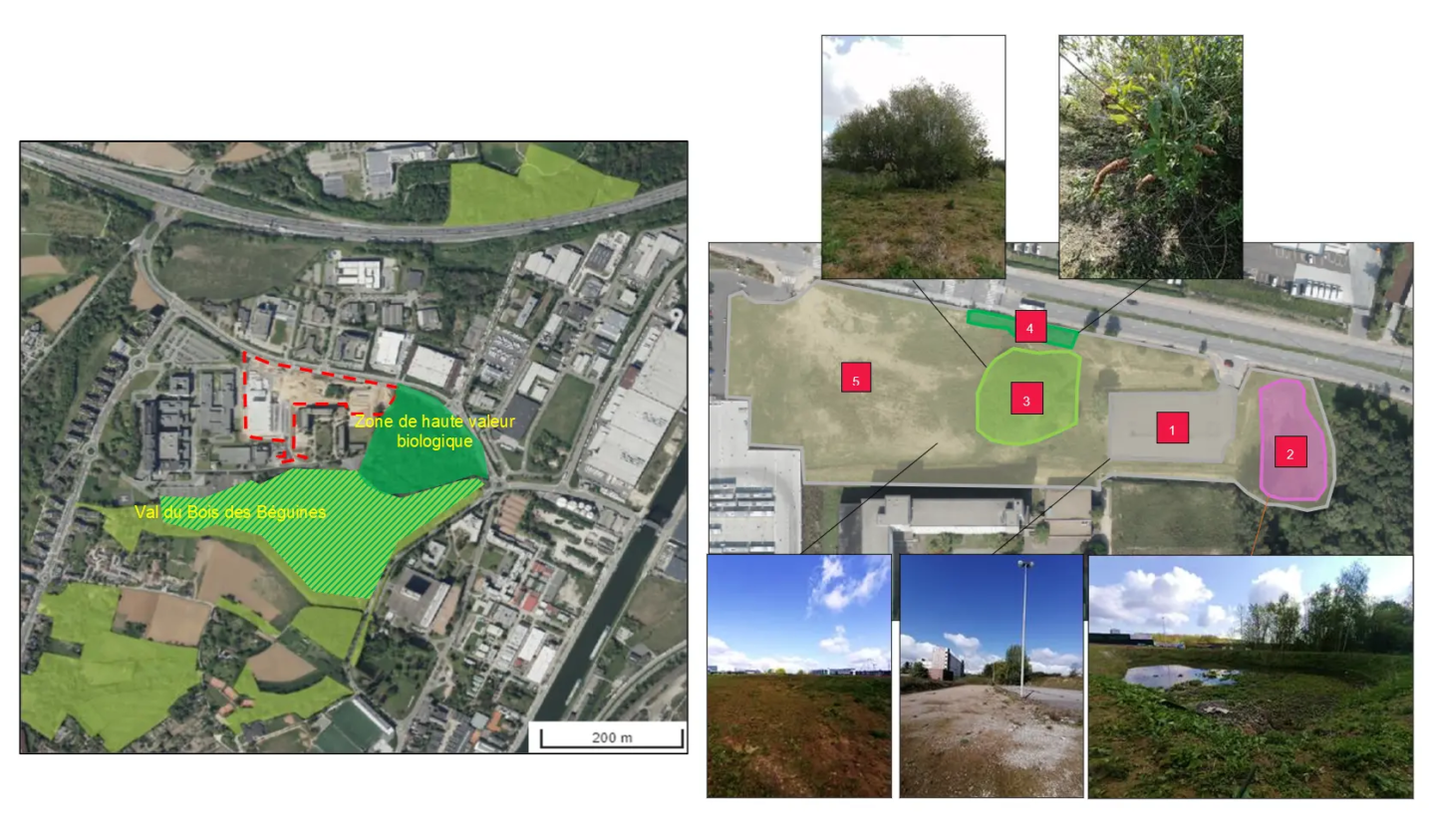 Image strates faune et flore